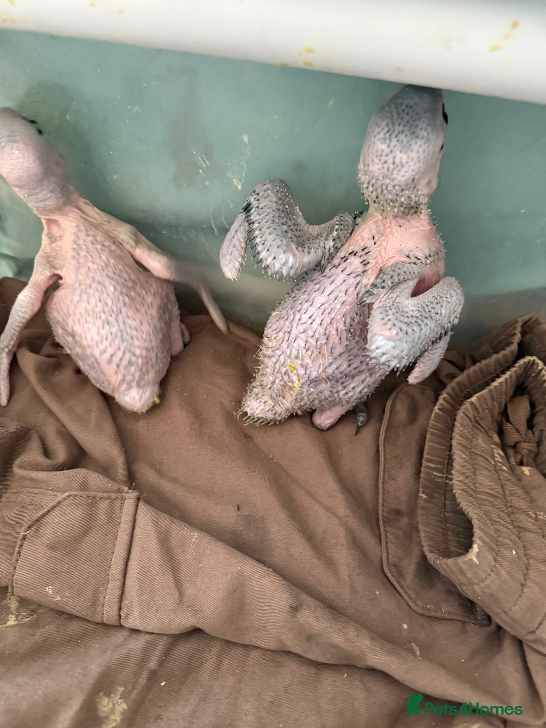 Macaws birds for sale: Blue and gold macaw baby's ,hand rear opportunity  - Image 6
