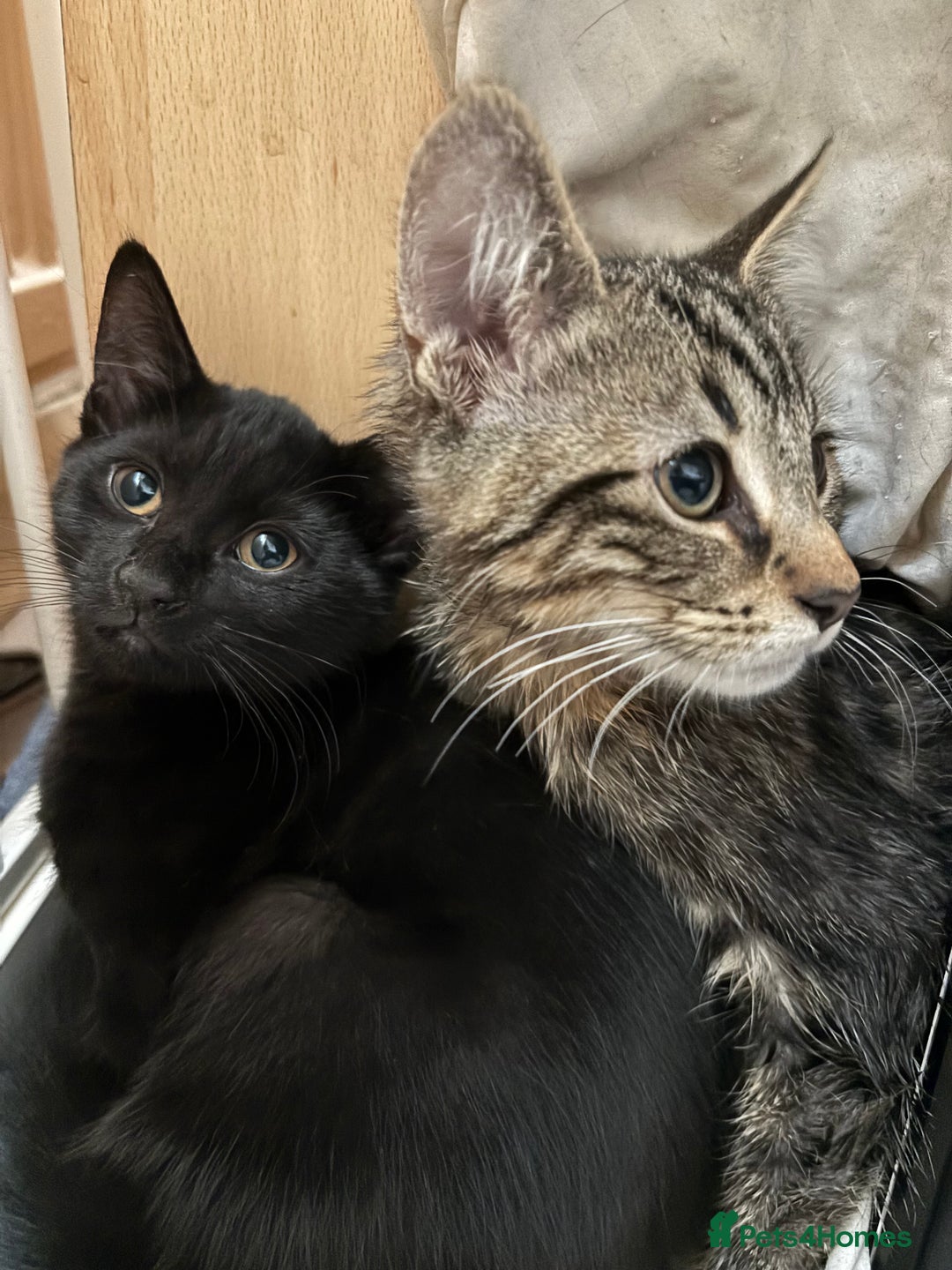 Mixed Breed cats for sale: 4 kittens  - Image 2