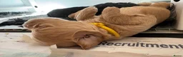 Mixed Breed dogs for sale: Delightful Schnockerpoo Puppies  - Advert 12