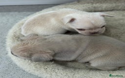 French Bulldog dogs for sale: French bulldog puppies  - Advert 7