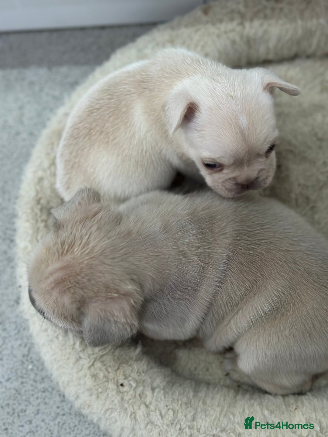 French Bulldog dogs for sale: French bulldog puppies  - Advert 7