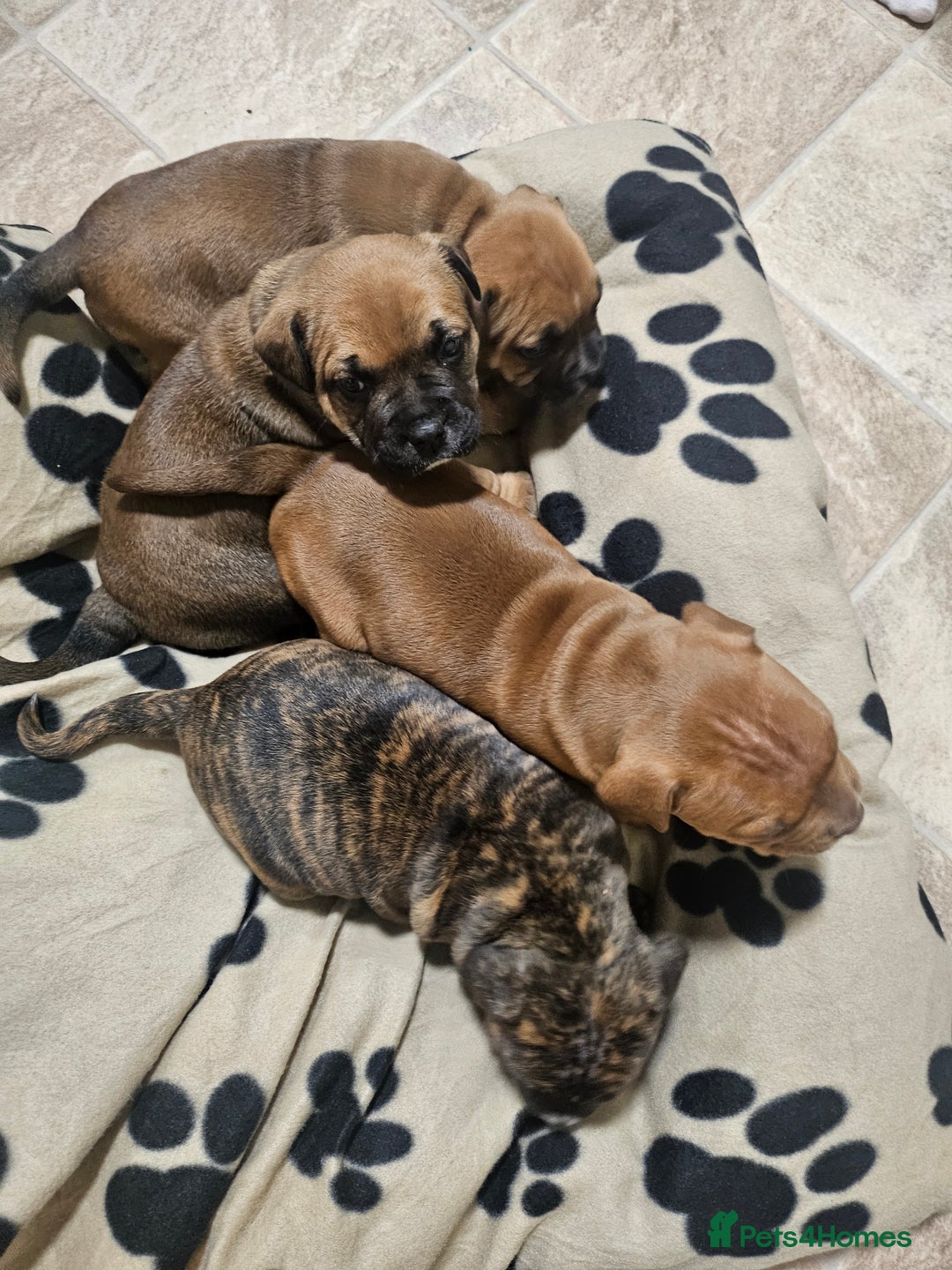 Mixed Breed dogs for sale: Mixed breed puppies - Advert 6