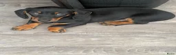 Miniature Dachshund dogs for sale: Miniature dachshund  - Advert 5