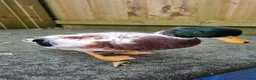 Ducks poultry for sale: Silver Call duckling trio - Advert 5