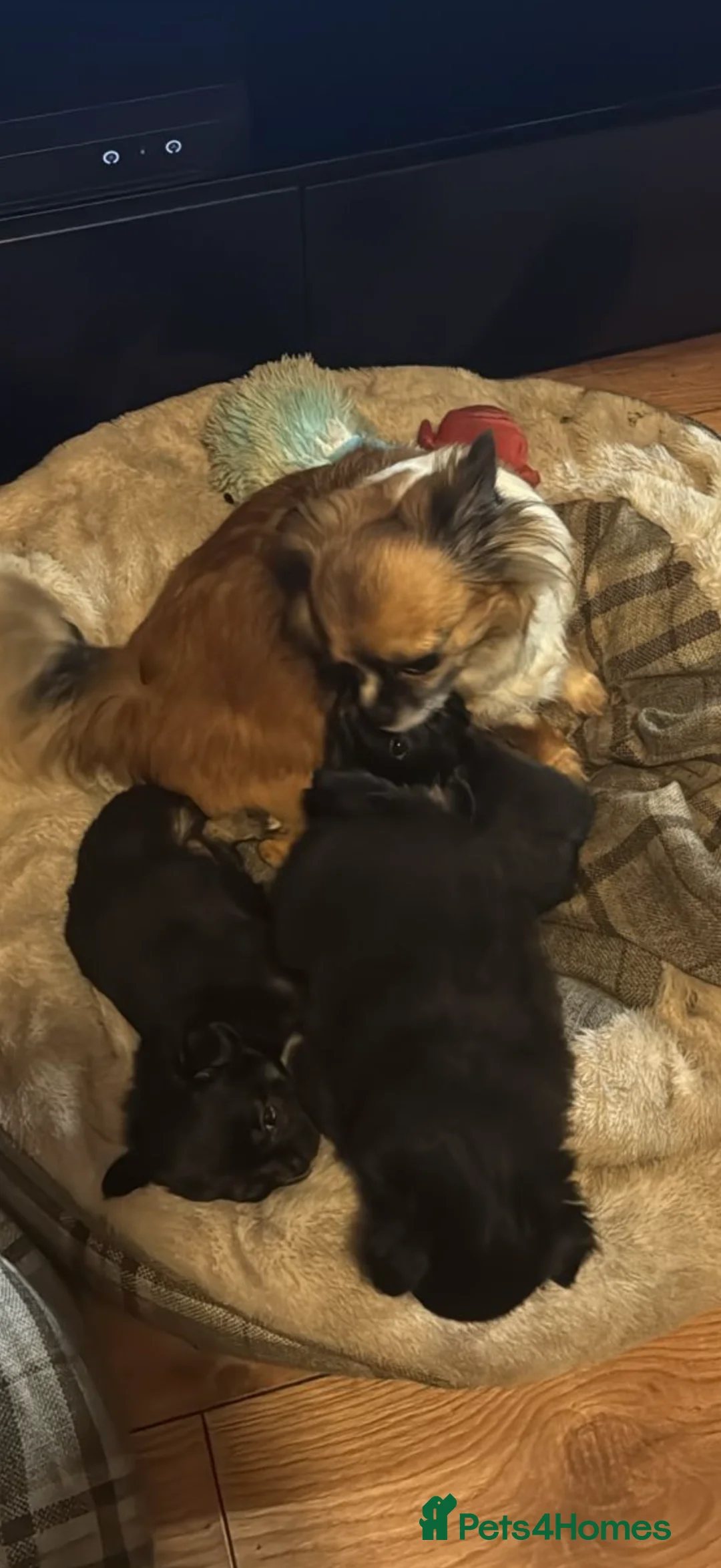 Chihuahua dogs for sale: 3 chihuahuas 2 girls and a boy  - Advert 9