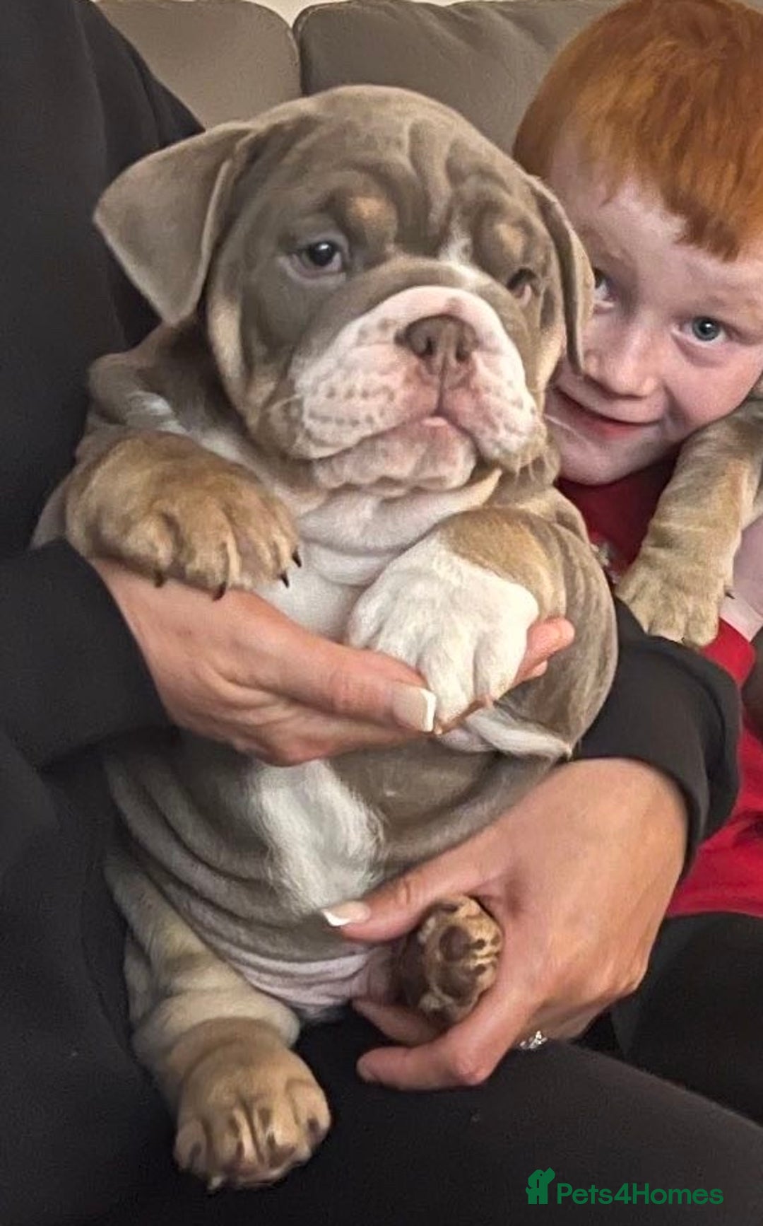 English Bulldog dogs for stud: 🔥FURY🔥 - Image 14