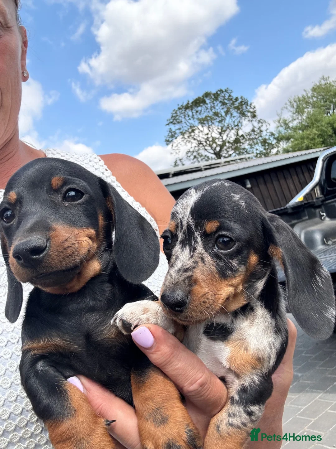 Miniature Dachshund dogs for sale: Miniature dachshunds  - Advert 2