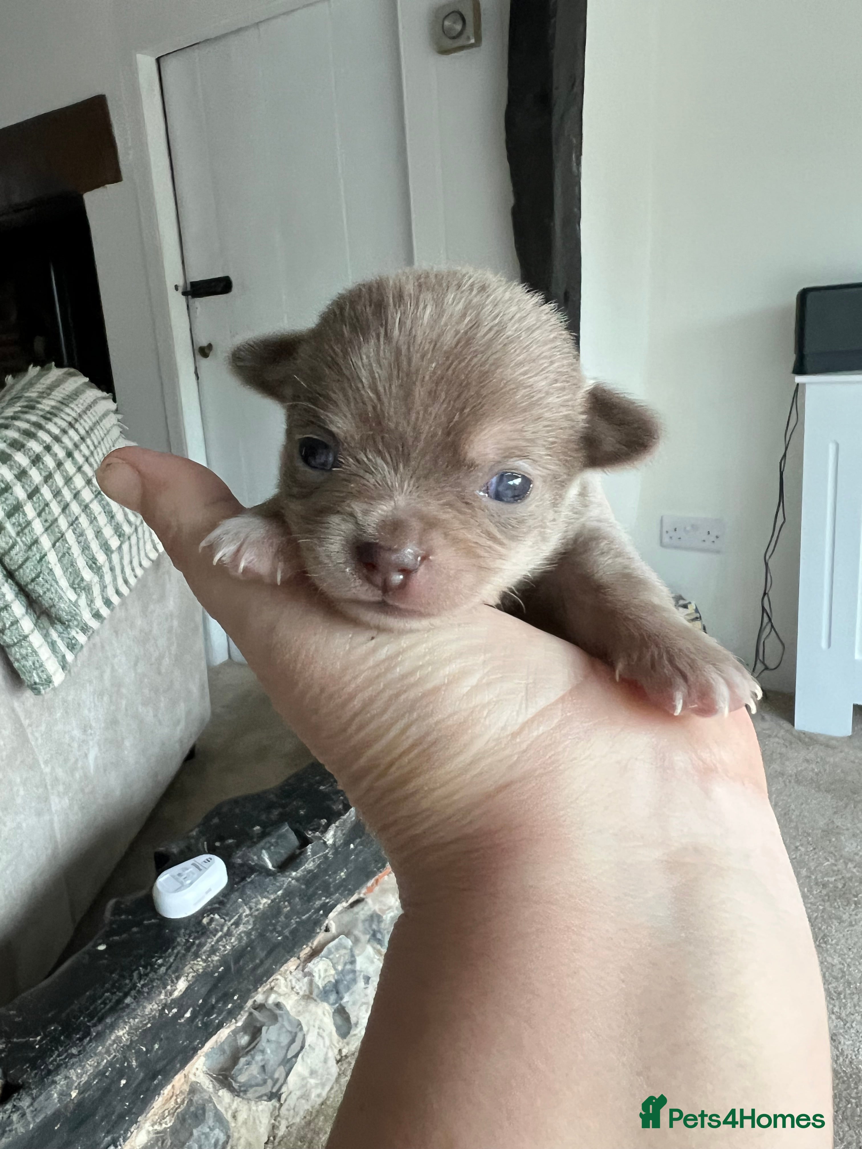 Chihuahua dogs Chihuahua babies ready week 20th march  - Advert 8