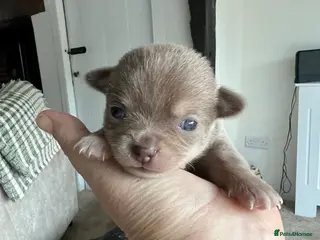 Chihuahua dogs Chihuahua babies ready week 20th march - Advert 1