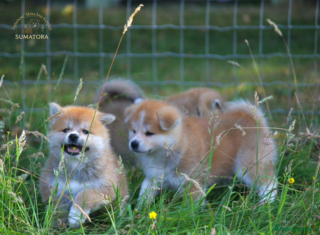 Japanese Akita Inu dogs for sale: ♥OUR PUPPIES ARRIVED♥ in Builth Wells - Image 34