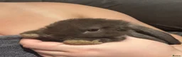 Mini Lop rabbits for sale: Pure Breed Mini Lop Babies  in Hailsham - Advert 2