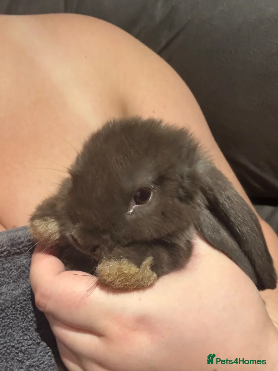 Mini Lop rabbits for sale: Pure Breed Mini Lop Babies  in Hailsham - Advert 2