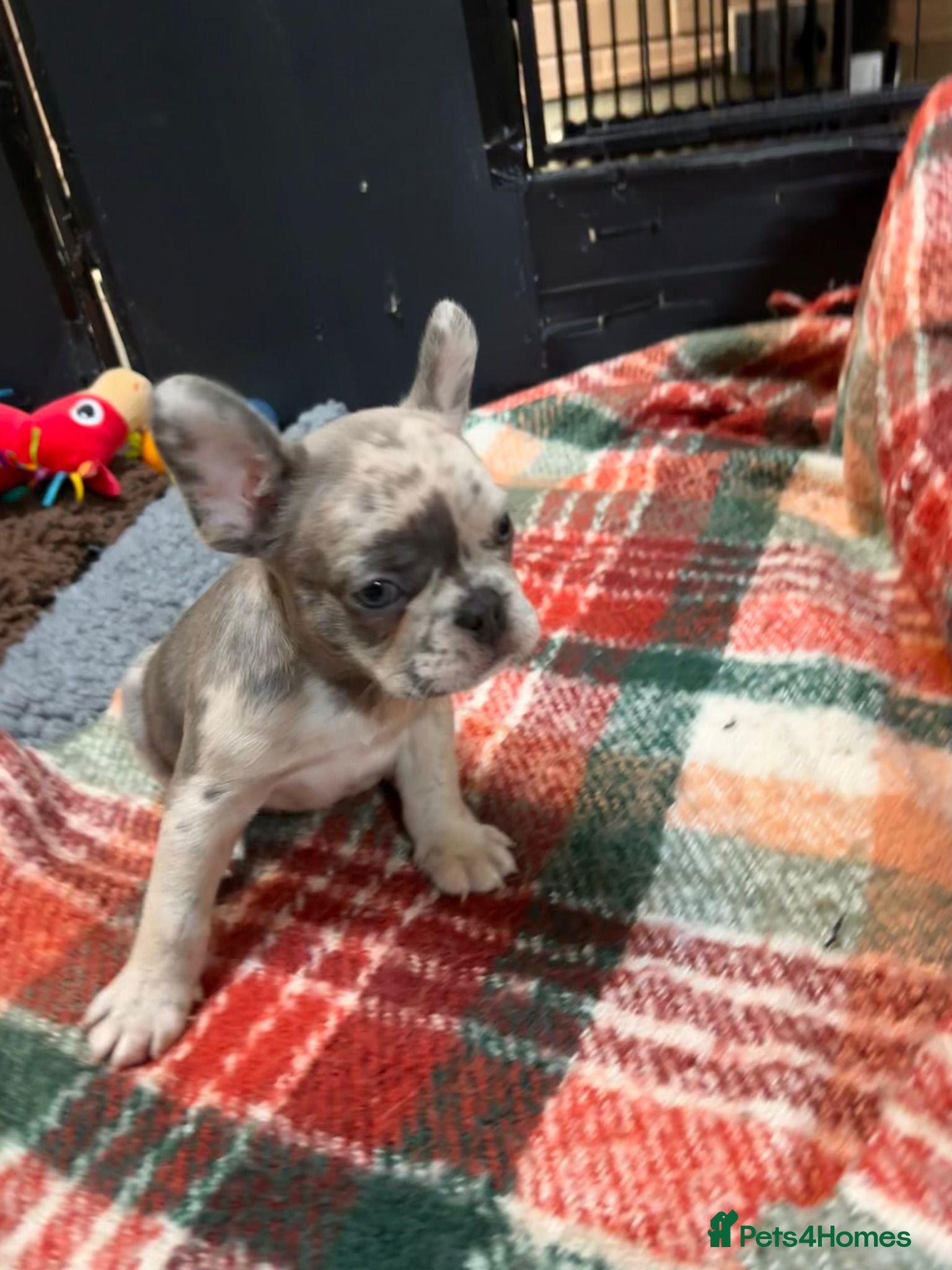 French Bulldog dogs Beautiful French Bulldog Puppies – 5 Available - Advert 2