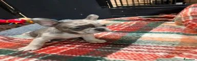 French Bulldog 1