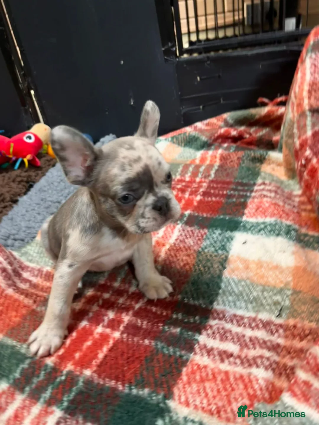 French Bulldog dogs for sale: Beautiful French Bulldog Puppies – 5 Available in Swindon - Advert 1