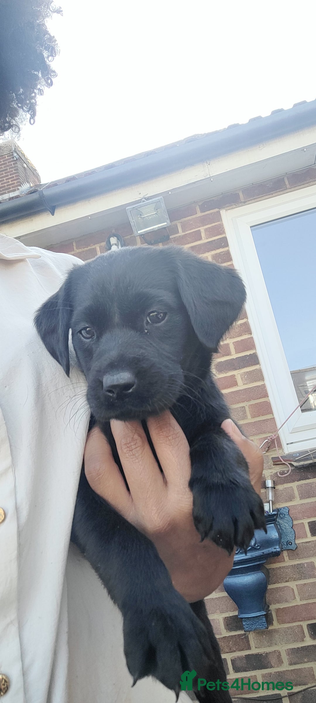 Labrador Retriever dogs for sale: Labrador Puppies ready for their forever homes in Walton-on-Thames - Image 2