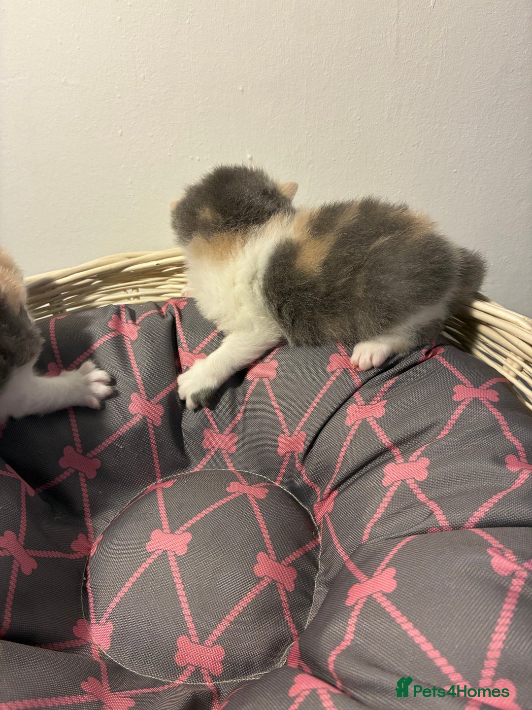 British Shorthair cats for sale: 5 BSH TICA REGISTERED KITTENS - Advert 13