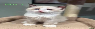 Ragdoll 5