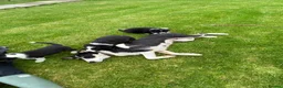 Border Collie dogs for sale: Beautiful Border Collie puppies for sale - Advert 9