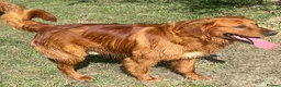 Golden Retriever dogs for sale: MALE. DNA CLEAR. PARENTS HIP ELBOW PERFECT  - Advert 2