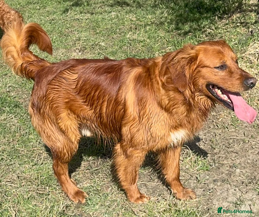 Golden Retriever dogs for sale: MALE. DNA CLEAR. PARENTS HIP ELBOW PERFECT  - Advert 2