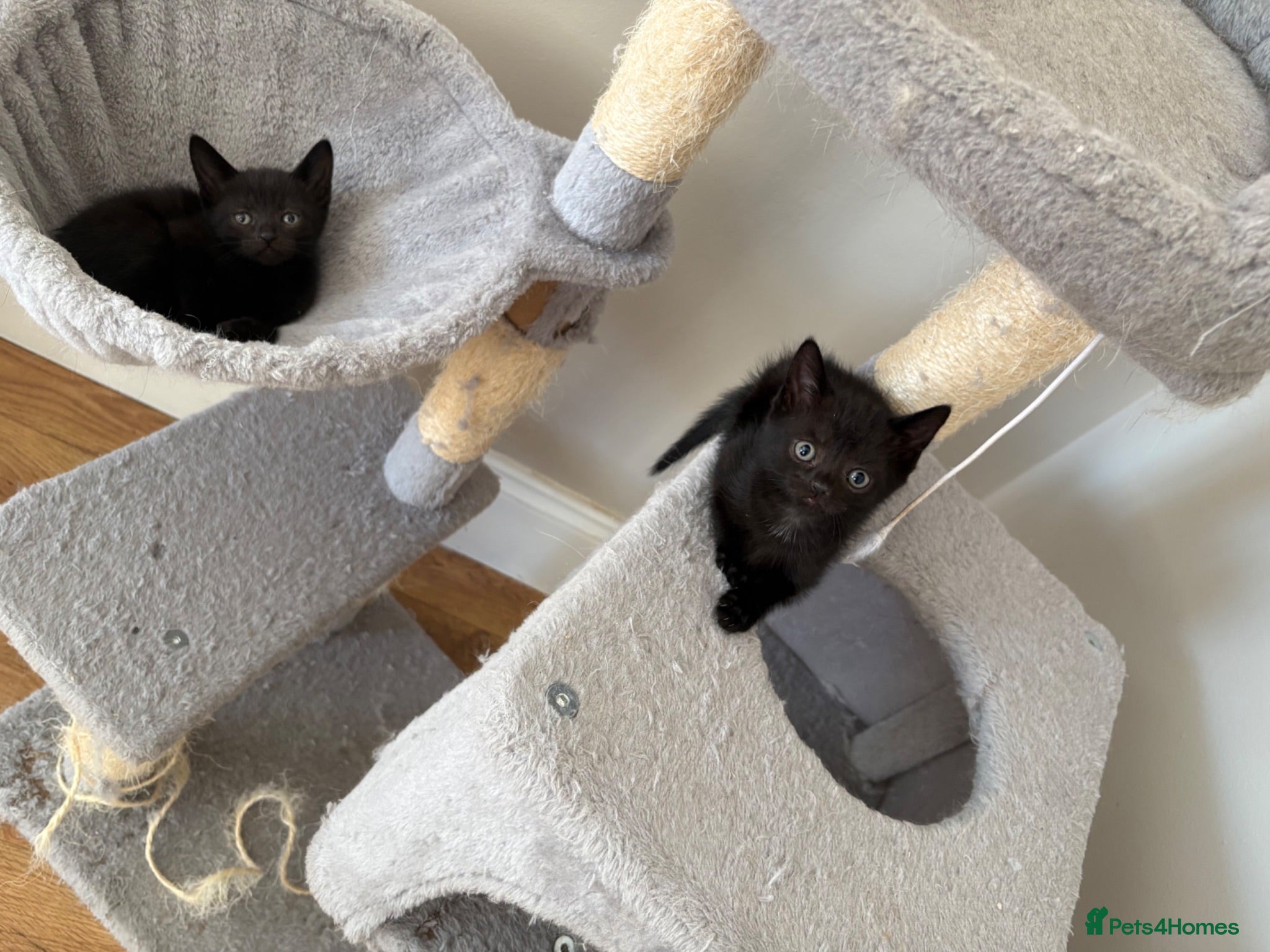 Mixed Breed cats *ready to leave* Beautiful part ragdoll kittens  - Advert 1