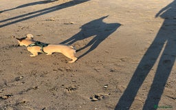 French Bulldog dogs for sale: Fawn French bulldog  - Image 3