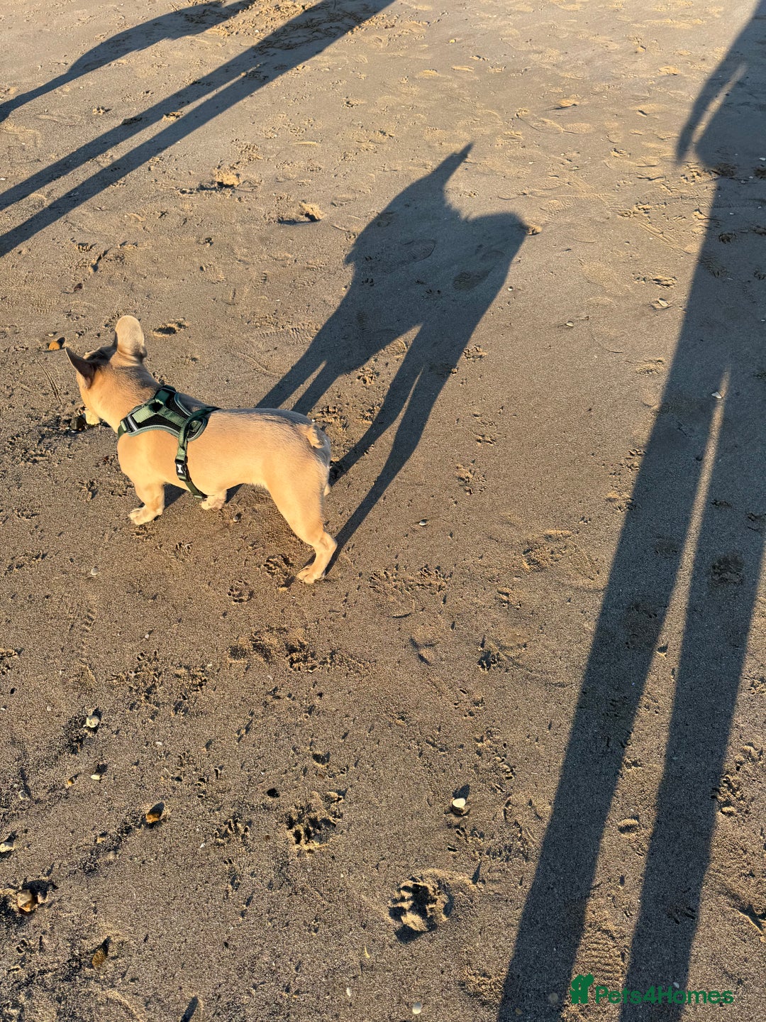 French Bulldog dogs for sale: Fawn French bulldog  - Image 3