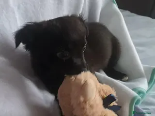 Chihuahua dogs *Last boy left* long coat chihuahua pup - Advert 3