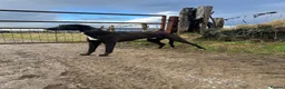 Lurcher dogs for sale: Fabulous lurcher pups  - Advert 29
