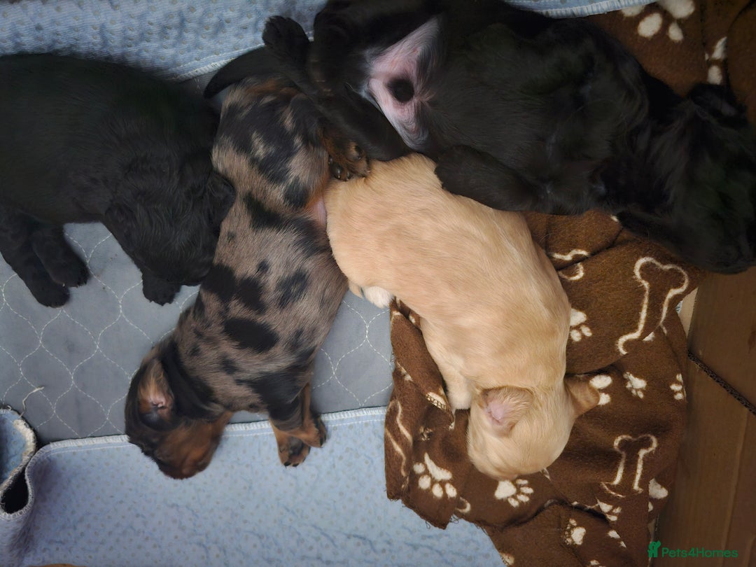 Cockapoo dogs for sale: Cockapoo Puppies - Ready 16 October 2025 - Image 8