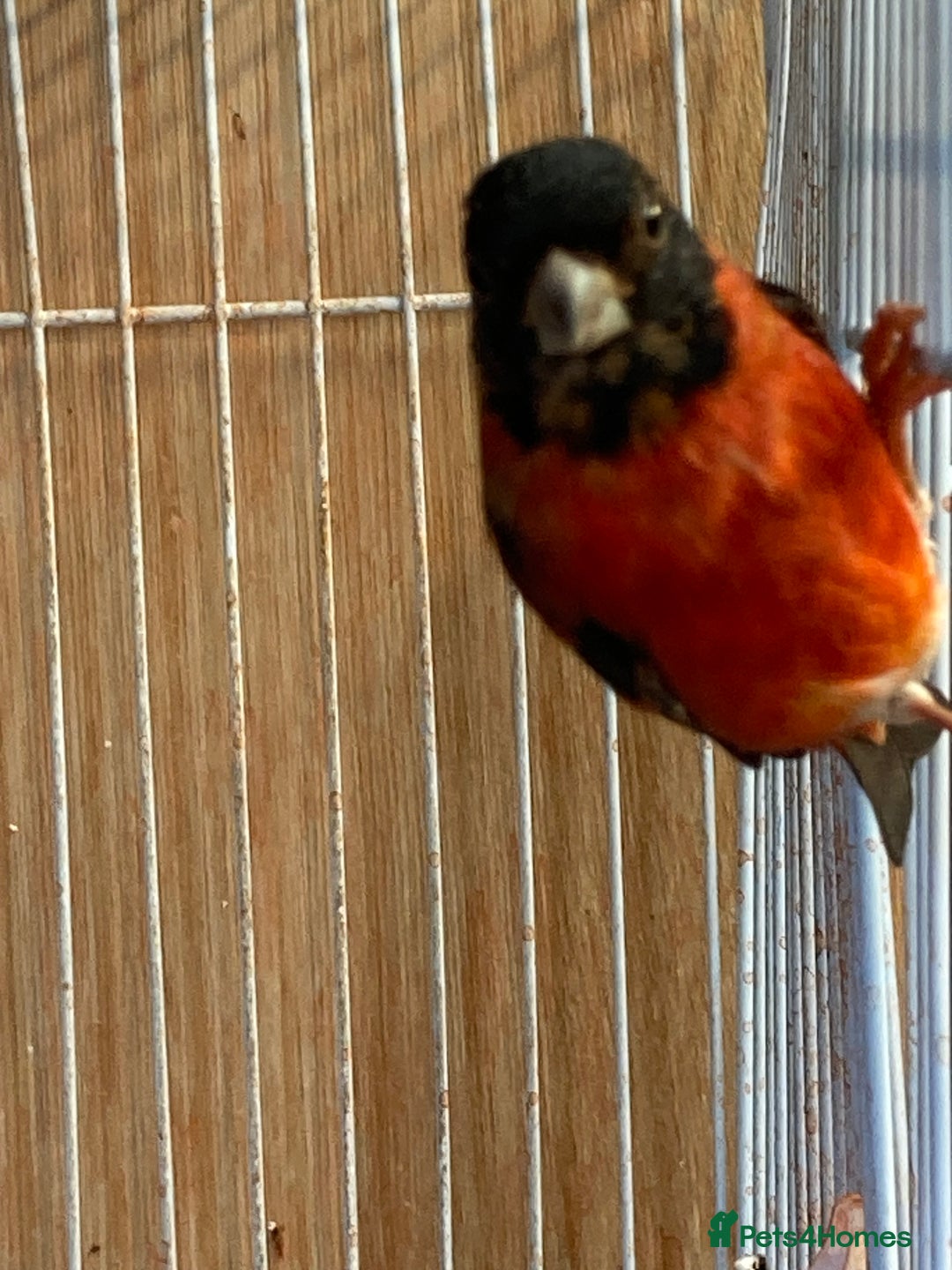 Finches birds for sale: RED SISKINS MUTATIONS  - Image 11