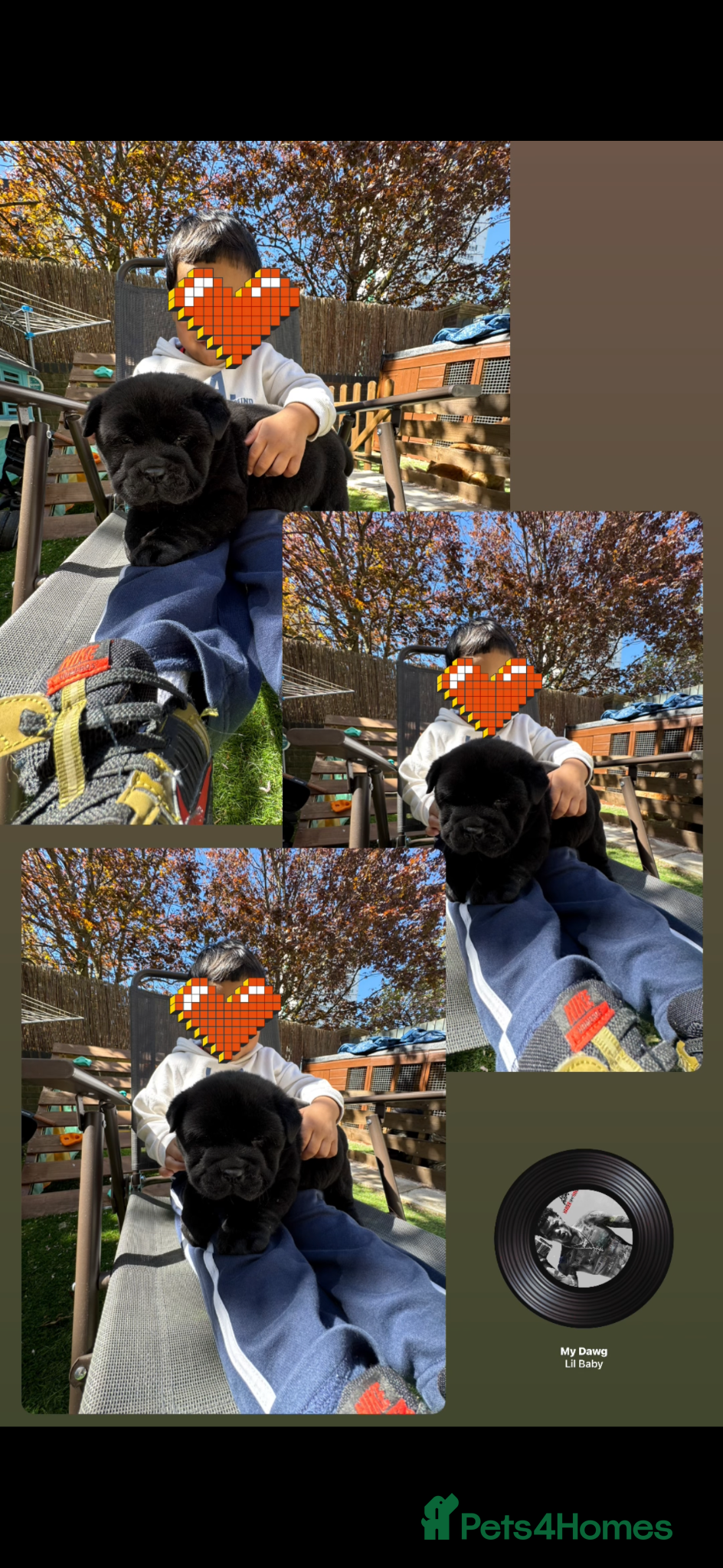 Chow Chow dogs Stunning  smooth chow first come first serve  - Advert 1