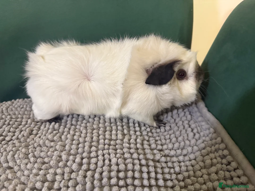 Guinea Pig rodents for sale: Lovely girls  - Advert 3