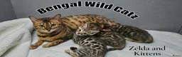 Bengal cats for sale: 3 TICA registered Bengal kittens - Advert 5