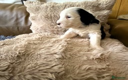 Mixed Breed dogs for sale: Golden Sheepadoodle Pups 3 Male 5 Female - Image 4