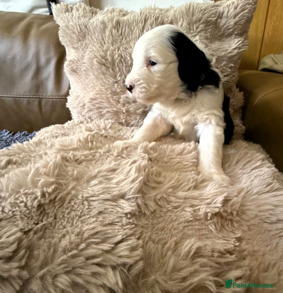 Mixed Breed dogs for sale: Golden Sheepadoodle Pups 3 Male 5 Female - Image 4