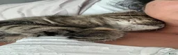 Exotic cats for sale: Exotic short hair tabby  in Bradford - Advert 5