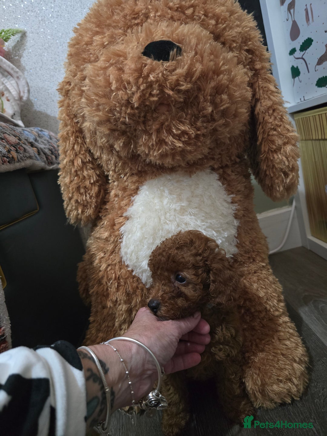 Toy Poodle dogs for sale: Kc reg deep red toy poodle council licensed  - Image 6
