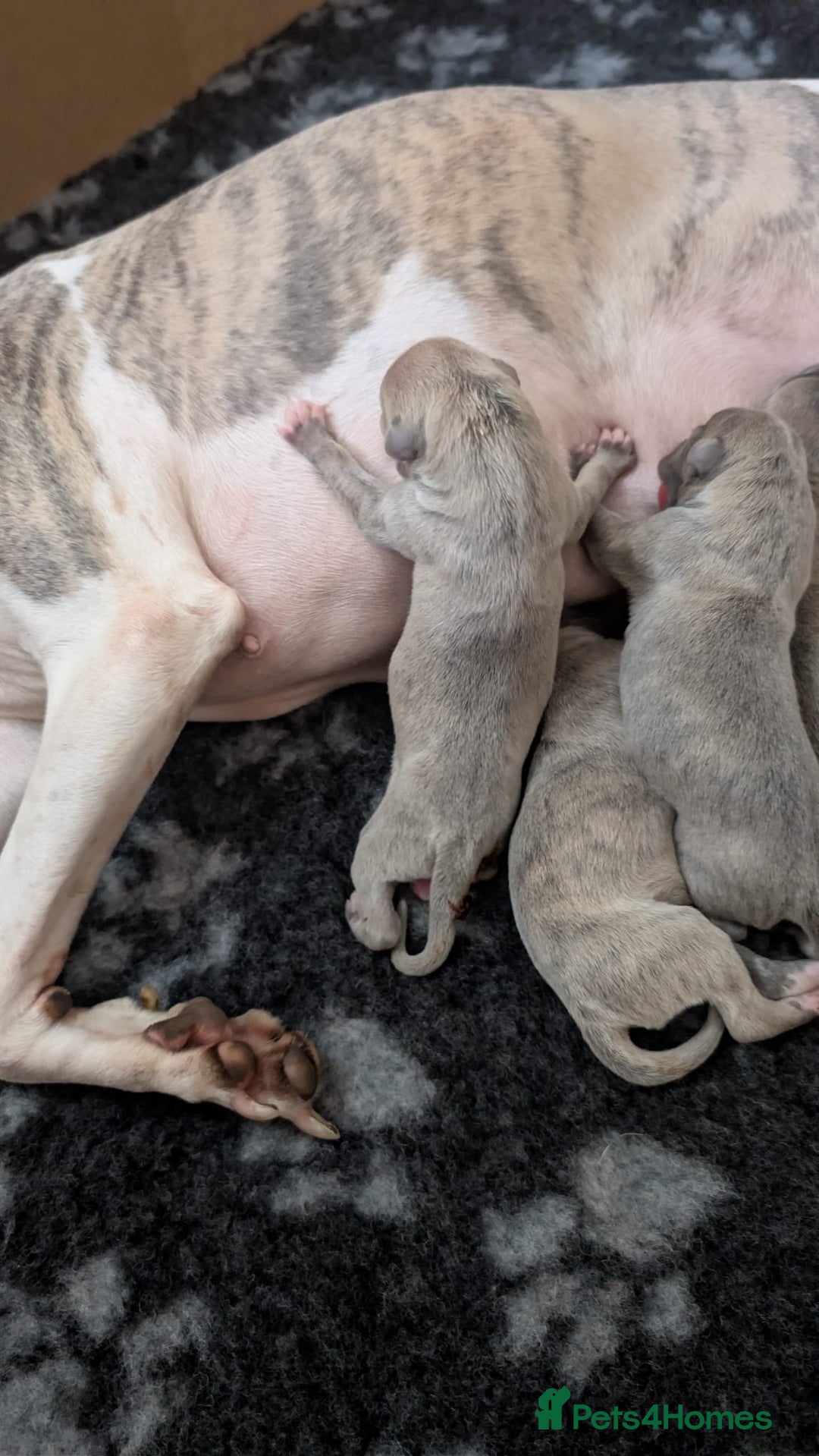 Whippet dogs for sale: Gorgeous kc registered whippet puppies  - Advert 7