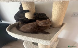 British Shorthair cats for sale: British rainbow shorthair kittens - Image 23