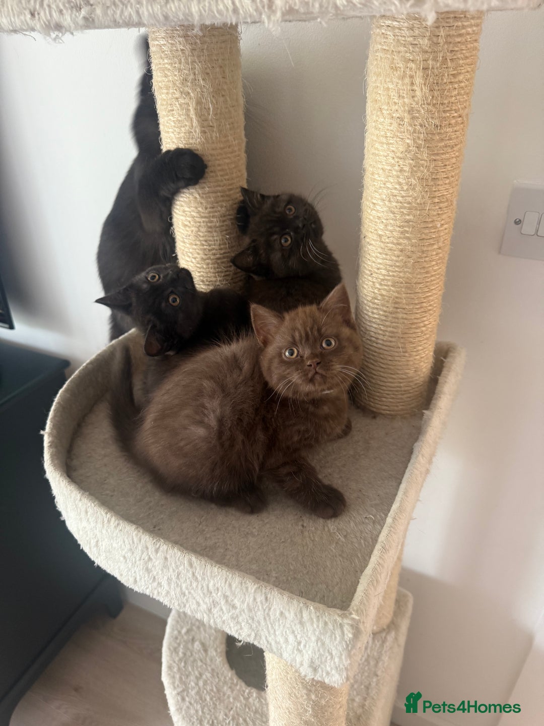 British Shorthair cats for sale: British rainbow shorthair kittens - Image 23