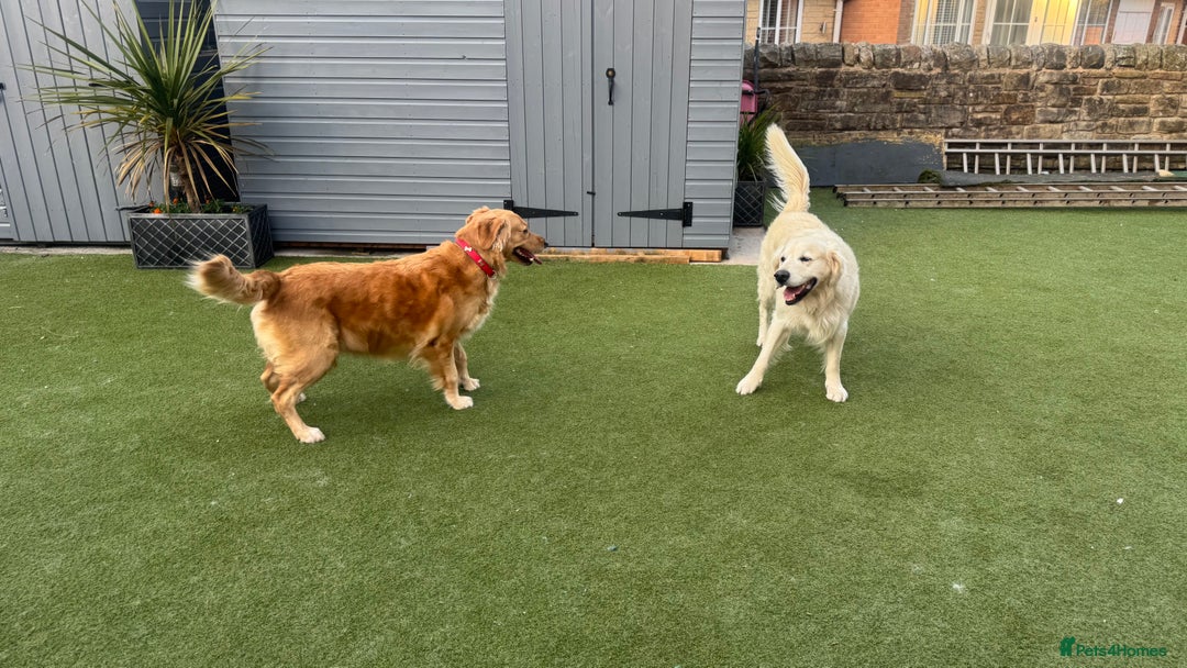 Golden Retriever dogs for sale: Golden Retriever Puppies  - Image 15