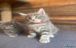 Maine Coon cats for sale: First Litter 6 Pure Maine Coon Kittens - Image 8