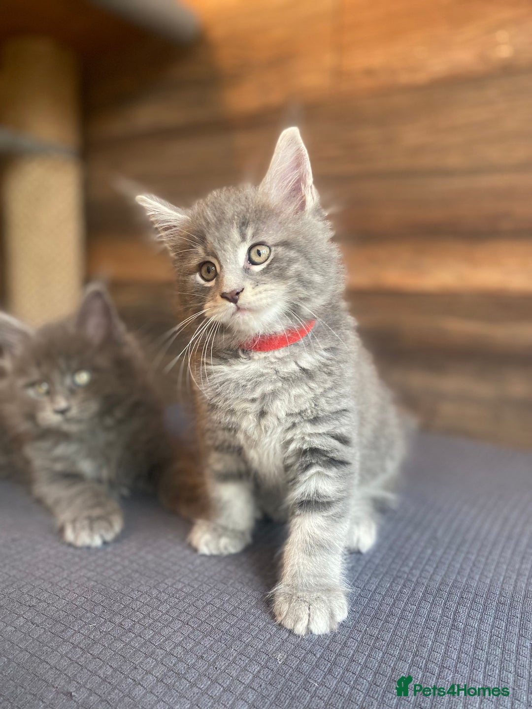 Maine Coon cats for sale: First Litter 6 Pure Maine Coon Kittens - Image 8