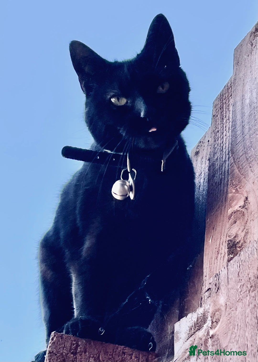 Domestic Shorthair cats for sale: Female black cat - Image 3