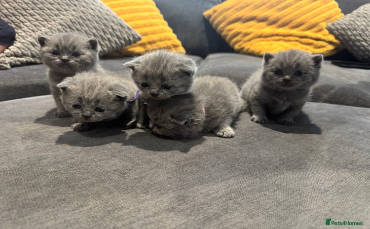 British Shorthair cats - Advert 14