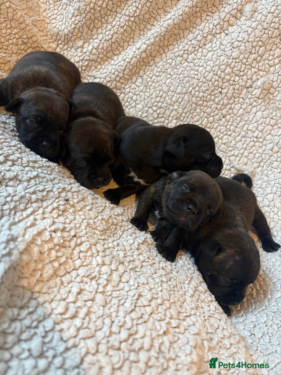 Staffordshire Bull Terrier dogs for sale: KC REGISTERED BRINDLE STAFFORDSHIRE BT PUPPIES - Advert 4