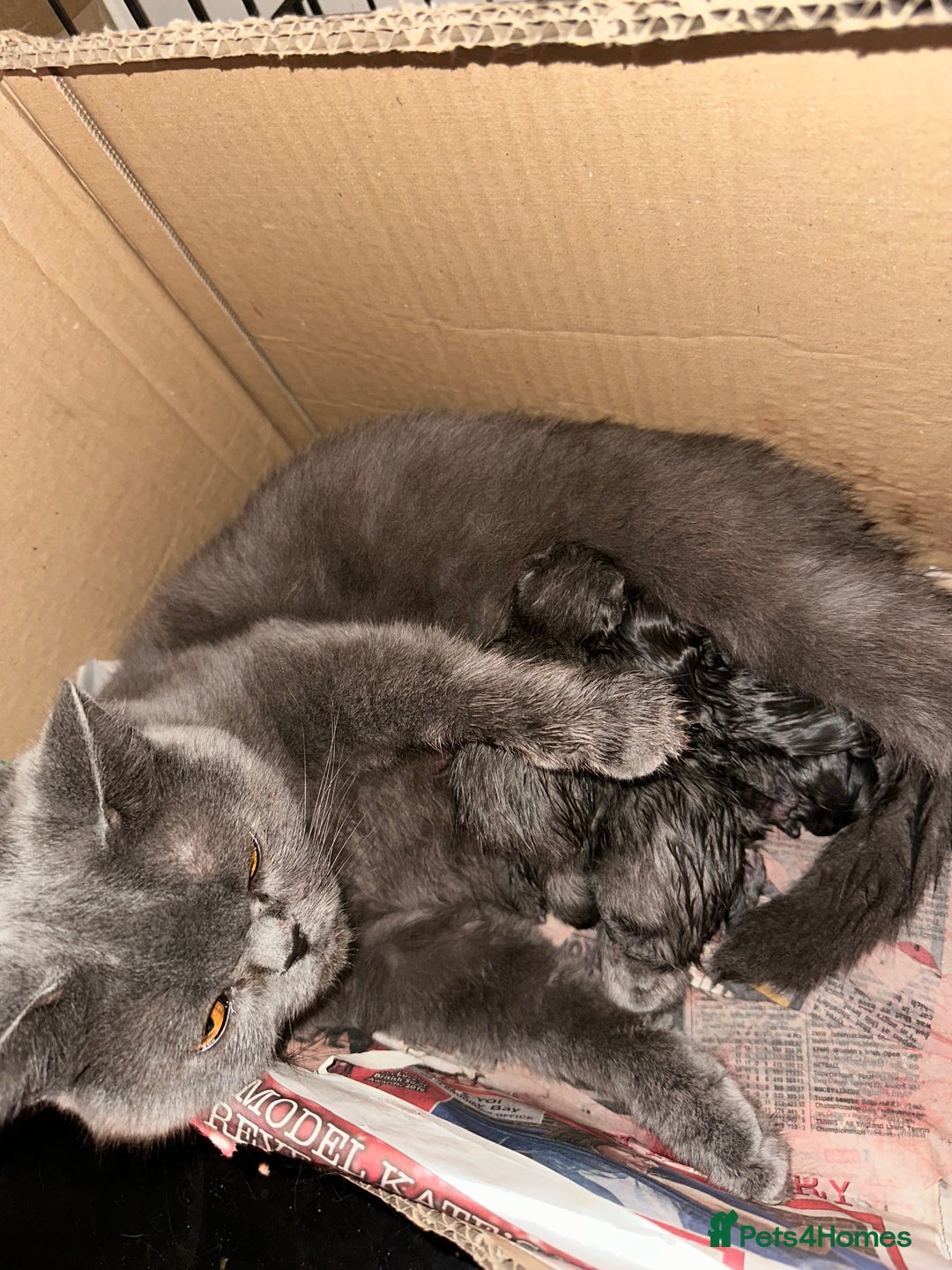 British Shorthair cats for sale: British Blue Pedigree Females - Advert 8