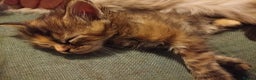 Mixed Breed cats for sale: 5 Beautiful Maine Coon/Ragdoll Kittens  - Advert 20